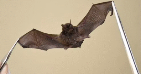 Morcego com raiva é encontrado em apartamento em Hortolândia; prefeitura reforça alerta