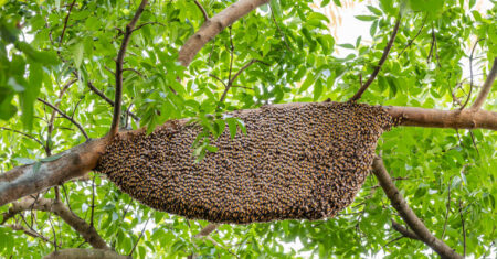População de Hortolândia deve evitar contato com enxames de abelhas e marimbondos
