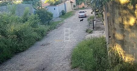 Motorista flagrada abandonando cachorra em Campinas é indiciada pela polícia