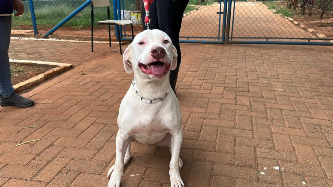 Cães perigosos em Hortolândia devem usar focinheira segundo nova lei. Foto: Divulgação.