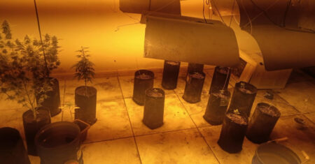 Plantação de cannabis em Hortolândia: PM estoura estufa de alto padrão no Jd. Adelaide