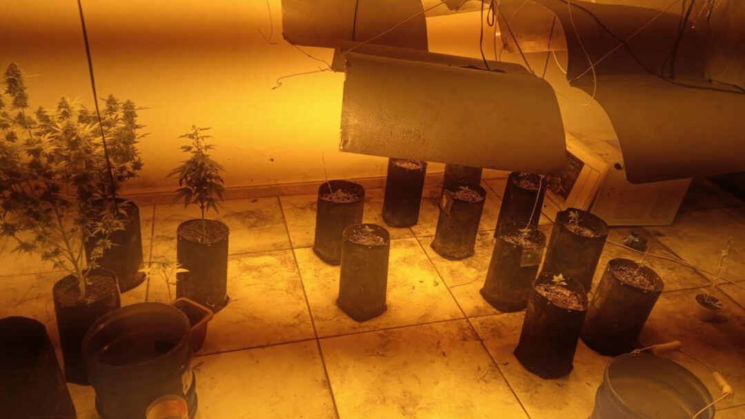 Polícia estoura plantação de cannabis em Hortolândia no Jardim Adelaide. Foto: Divulgação.