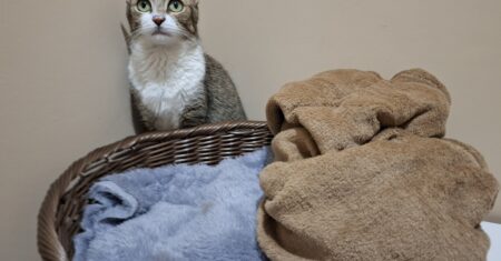 Frio exige cuidados especiais com os pets e procura por itens de proteção dispara em Sumaré