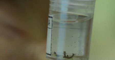 Hortolândia registra 126 casos de dengue e reforça alerta após dias de chuva