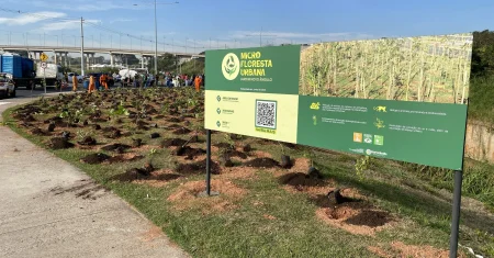 Hortolândia ganhará 4ª microfloresta urbana com 200 árvores no Jardim Mirante