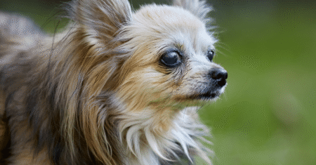 Projeto internacional pesquisa aumento da expectativa de vida dos cães