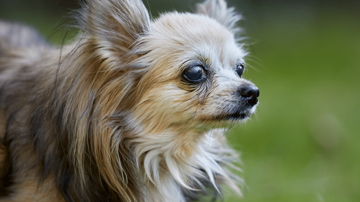 Projeto internacional pesquisa aumento da expectativa de vida dos cães