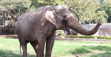 Tratador chora ao se despedir do elefante Sandro após décadas de convivência em Sorocaba