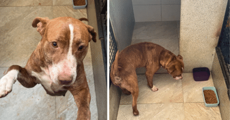 Mulher é detida em Limeira por maus-tratos contra cachorro