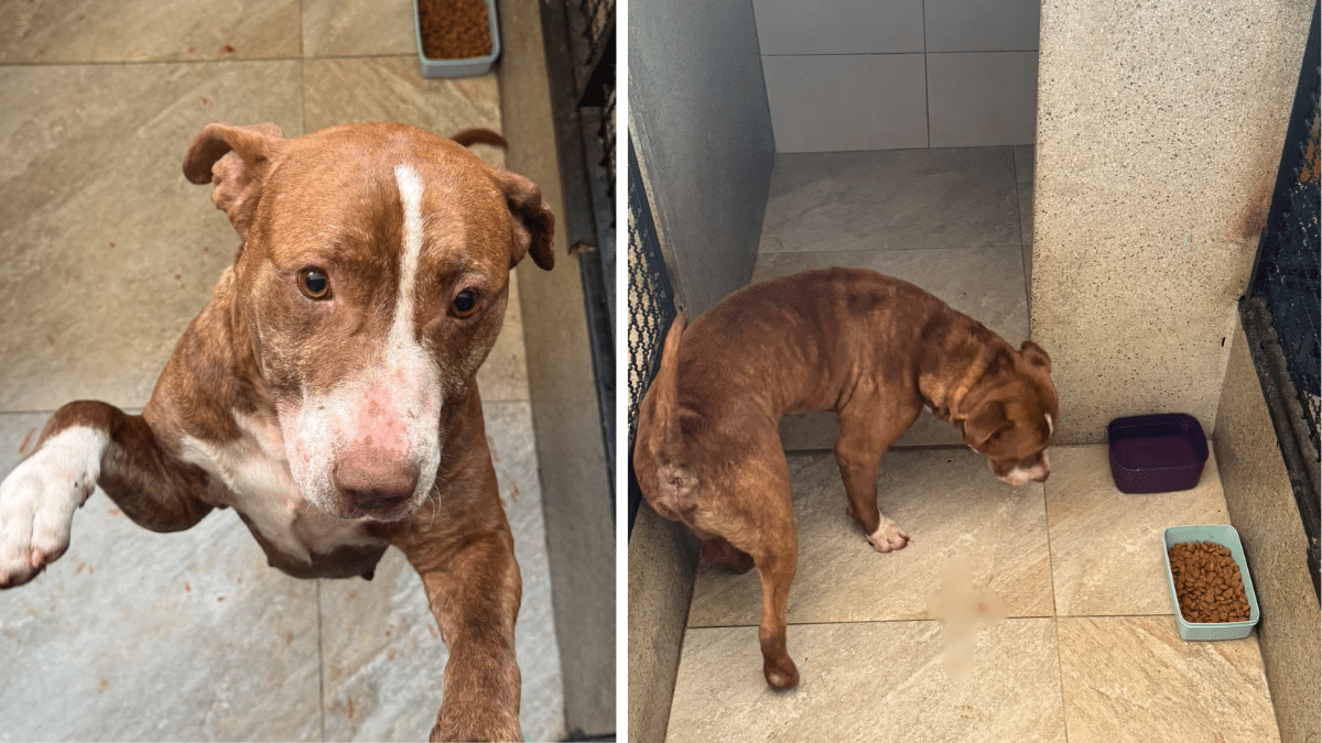 Mulher é detida em Limeira por maus-tratos contra cachorro