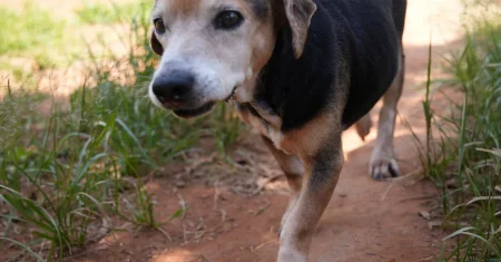 Leishmaniose em Hortolândia: ação preventiva testa cães no Santa Clara