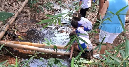 Mês da Árvore leva ações ambientais a escolas, bairros e parques de Hortolândia
