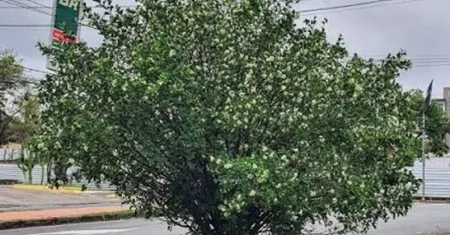 Murta em Hortolândia: campanha alerta para proibição da planta